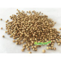 Green fast grow black split  coriander  seed